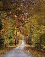 Autumn Passage 4 Fine Art Print