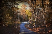 Autumn Stage Fine Art Print