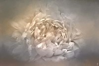 Blushing Silver And Gold Peony Fine Art Print