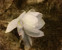 Cape Jasmine Gardenia 1 Fine Art Print