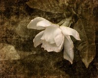 Cape Jasmine Gardenia 2 Fine Art Print