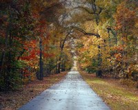 Changing Season 1 Fine Art Print