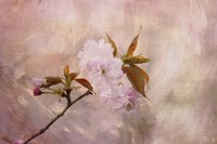 Cherry Blossom Fine Art Print