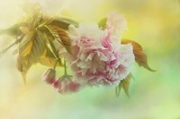 Cherry Blossoms In Spring Fine Art Print