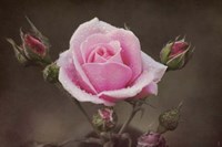 Clothed In Natures Jewels Fine Art Print