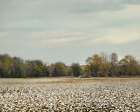 Cotton Field In Autumn Fine Art Print