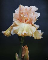 Iris On Blue Fine Art Print