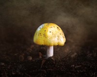 Little Yellow Mushroom Fine Art Print