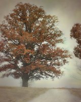 Magnificence Fine Art Print