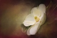 Magnolia In Bloom 1 Fine Art Print