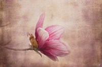 Pink Magnolia 1 Fine Art Print
