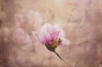 Pink Magnolia 2 Fine Art Print