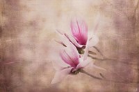 Pink Magnolia 3 Fine Art Print