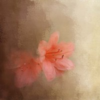 Salmon Azaleas Fine Art Print