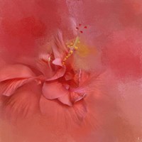 Salmon Hibiscus 2 Fine Art Print