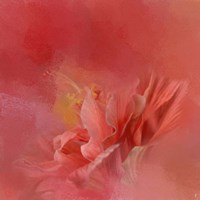 Salmon Hibiscus 3 Fine Art Print