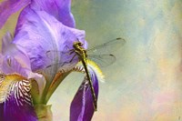 Say Hello To Spring Fine Art Print