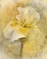 Splash Of Spring Fine Art Print