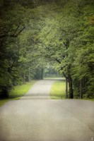 Summer Morning Stroll Fine Art Print