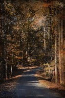 Sunlit Autumn Path Fine Art Print