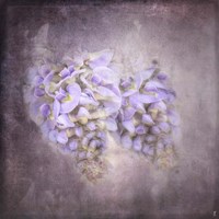 Sweet Wisteria Fine Art Print