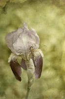 Vintage Iris And Dragonfly Fine Art Print