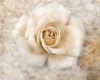 Vintage Rose 5 Framed Print