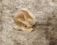 Vintage Rose 6 Framed Print