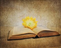 The Joy Of Reading Fine Art Print