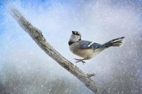 Bluejay In The Snow Fine Art Print