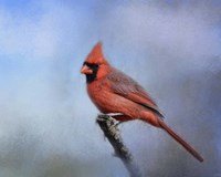 Cardinal At First Frost Fine Art Print