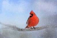 Cardinal In The Snow Fine Art Print