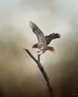 Dance Of The Redtail Fine Art Print