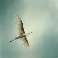 Egret Overhead Fine Art Print