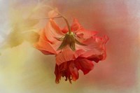 Falling Blossom Fine Art Print