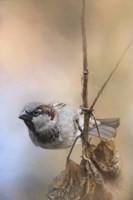 Hanging On Sparrow Fine Art Print