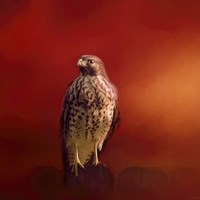 Hawk On A Hot Day Fine Art Print