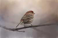 House Finch In January Fine Art Print