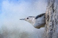 Nuthatch In The Snow Fine Art Print
