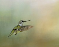 Peaceful Day With A Hummingbird Fine Art Print