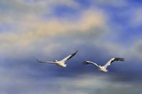 Pelicans At Sea Fine Art Print