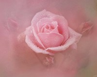 Pink Rose After The Storm Fine Art Print