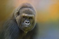 Portrait Of A Gorilla Fine Art Print