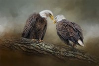 Quiet Conversation Bald Eagles Fine Art Print