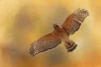 Raptors Afternoon Flight Fine Art Print