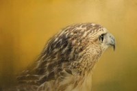 Red Tailed Hawk At Sunset Fine Art Print
