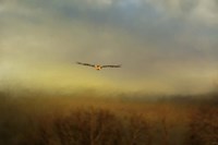 Retreating Redtail Fine Art Print