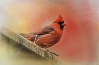 Rooftop Visitor Cardinal Fine Art Print