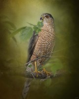 Sharp Shinned Hawk Fine Art Print