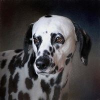 The Firemans Dog Dalmatian Fine Art Print